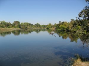 A calm lake reflects the trees and bright blue sky, with a dead tree trunk visible in the center, and a grassy bank in the foreground.