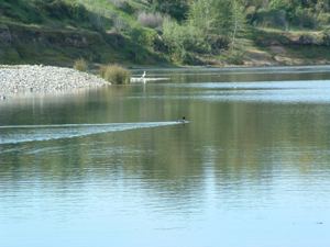 A duck swims across a calm lake, leaving a wake, with a white bird perched on a small island of vegetation in the distance, and hilly shoreline in the background.