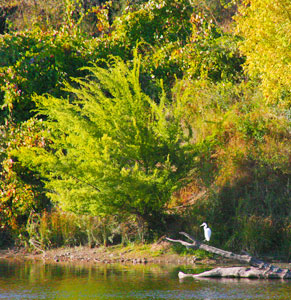 White heron perched on a fallen log at the edge of a riverbank, with dense green and yellow foliage in the background.