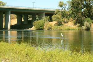 An egret standing in a calm river under a concrete bridge, with vegetation lining the riverbanks.