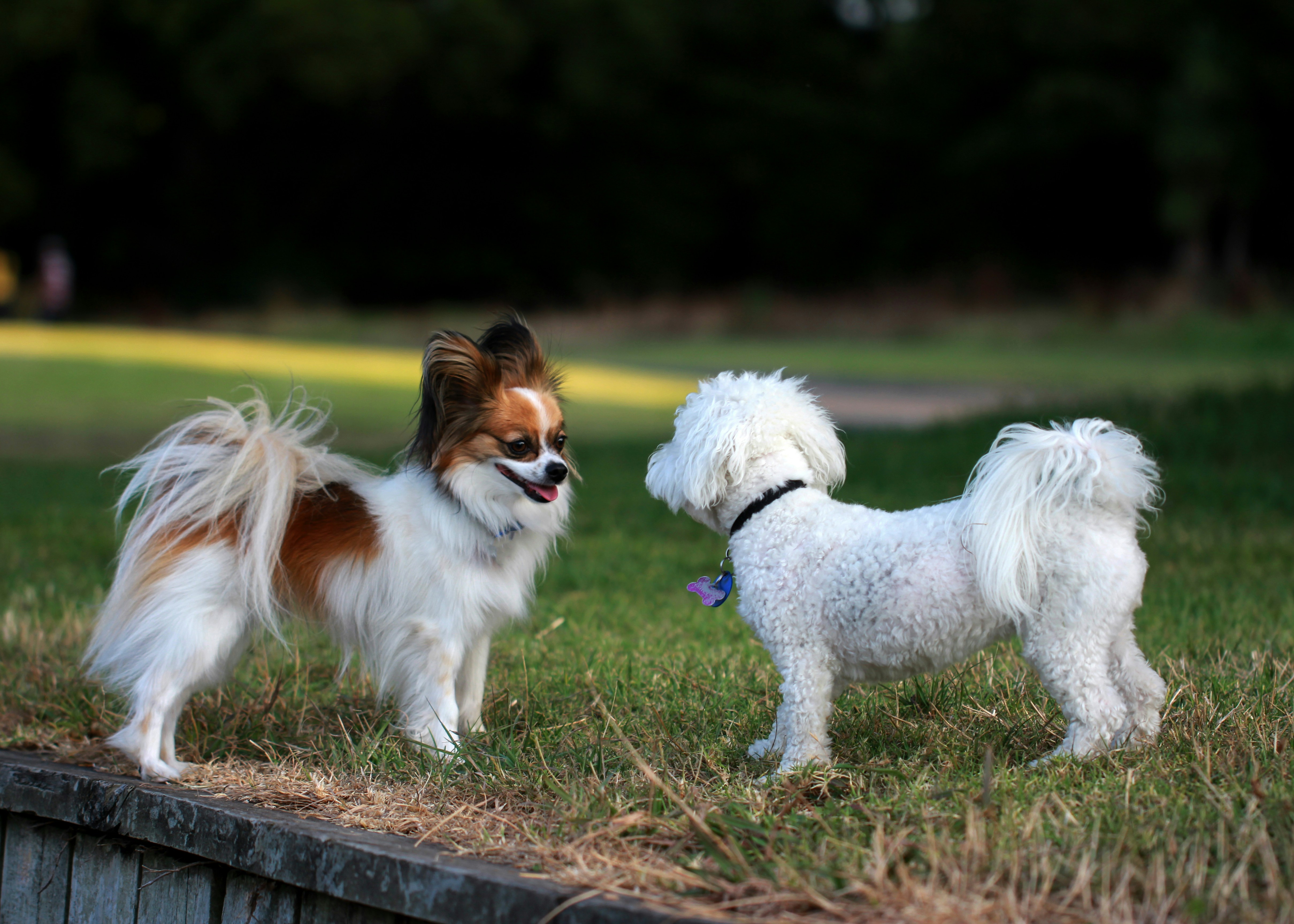 Dogs in a dog park