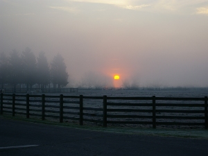 Sunrise over a field and fence obscured by morning fog, with a row of trees to the left.