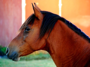 Close-up profile of a brown horse with a black mane, illuminated by warm sunlight against a blurred orange and red backdrop.