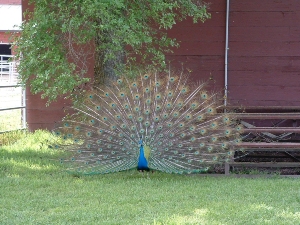 Peacock out at Gibson Ranch