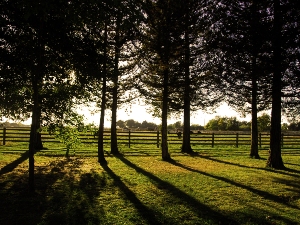 A grove of Trees at Gibson Ranch